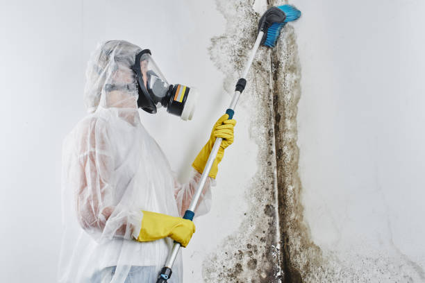 Wescosville, PA Mold Removal Company